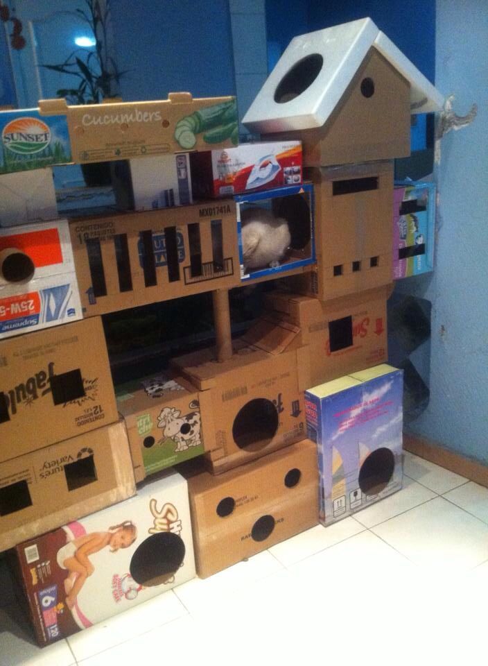 19 Ideas DIY habitación para gatos (3)